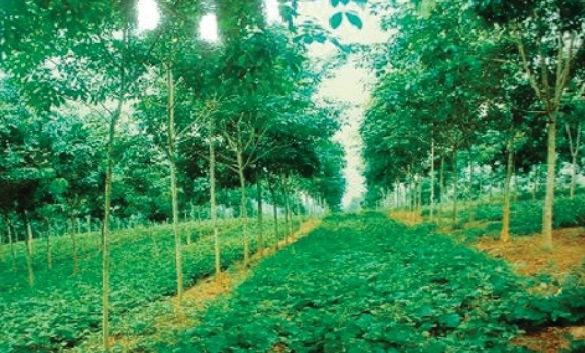 Đầu tư nông nghiệp, lâm nông kết hợp trồng dược liệu 